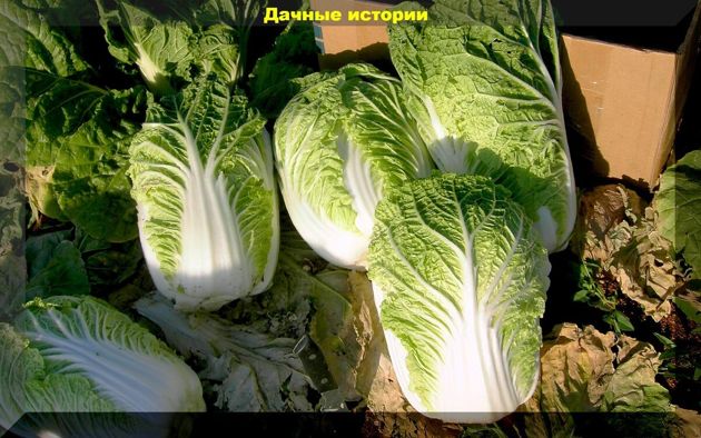 Холодоустойчивые и требовательные к влаге овощи которые нужно посеять в апреле