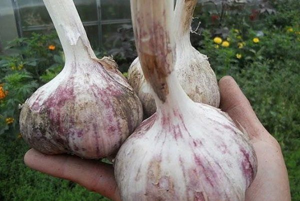 «Секретный прием», который поможет увеличить урожай озимого чеснока вдвое: луковицы вырастут с кулак