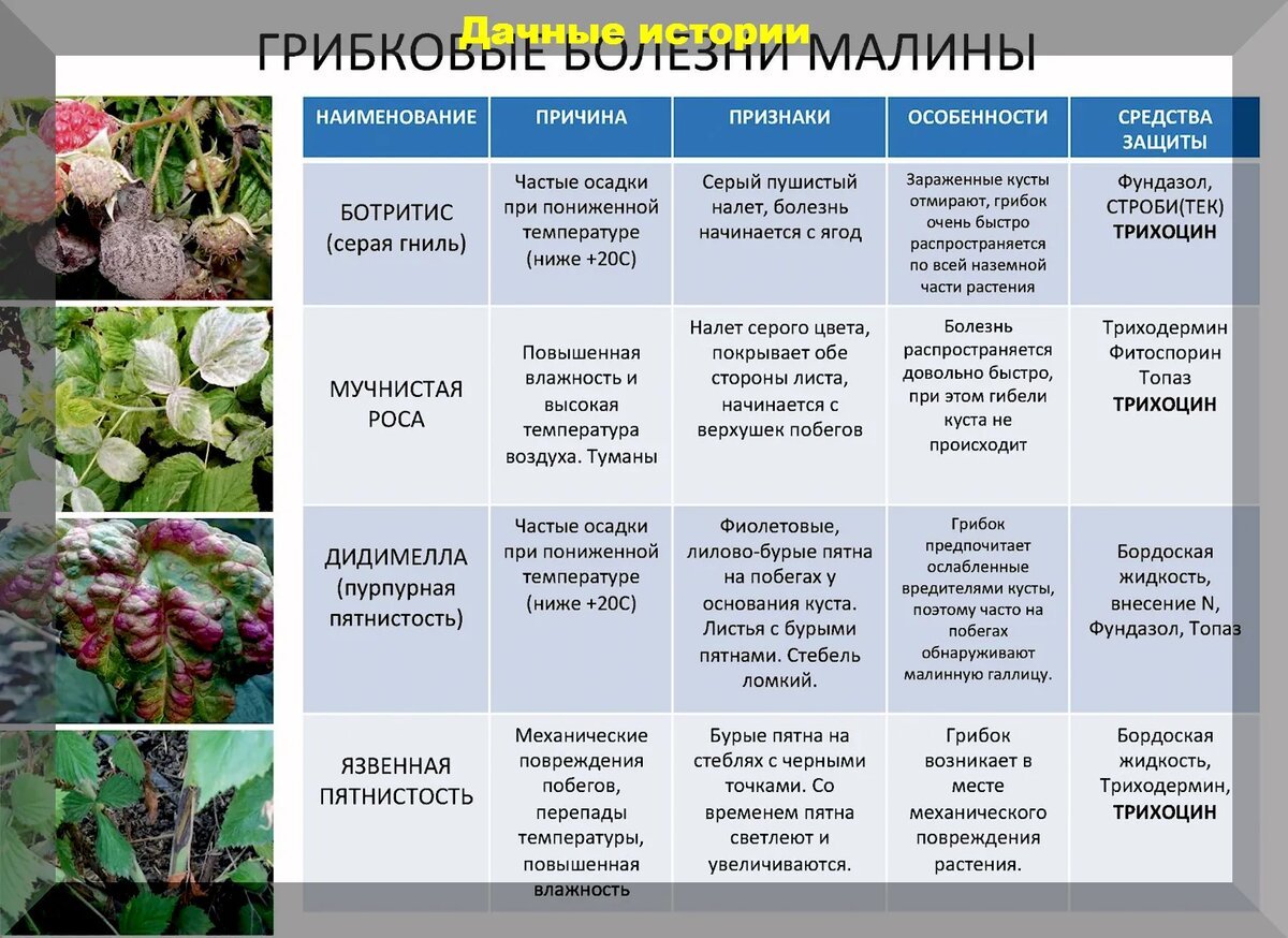 Грибковые заболевания малины