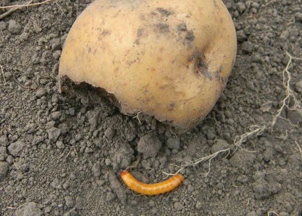 Проволочник боится этого, как огня: что положить в лунку при посадке картофеля от вредителя