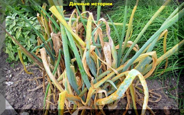 Почему в середине лета желтеет лук или чеснок и как с этим бороться: памятка огороднику