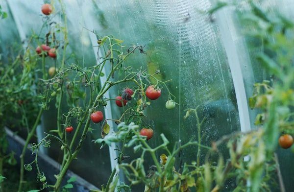 3 досадных ошибки при выращивании томатов в теплице, которые вдвое сокращают урожайность и качество плодов