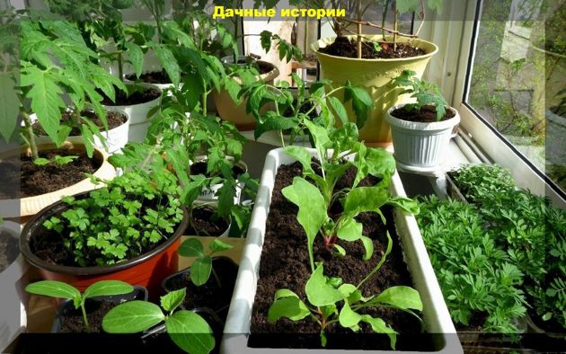 Заботы дачника в апреле: важные мероприятия в рассаднике, саду и огороде