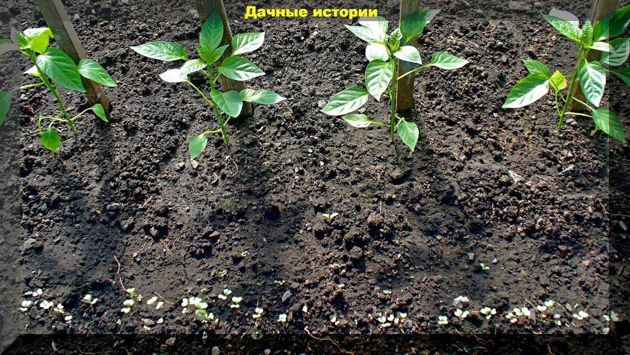 Высадка рассады перца: какие внести удобрения, как формировать, что делать с коронным цветком, как ухаживать за рассадой