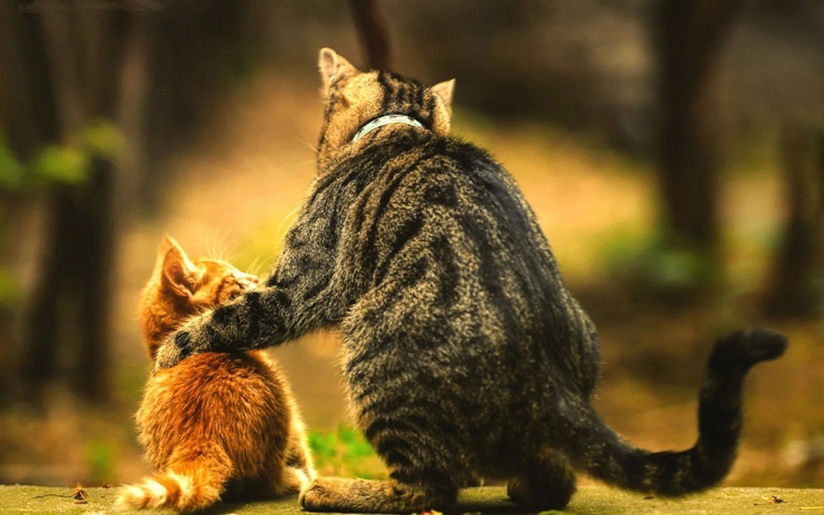 Кошек доверия. Воспитывать кошку. Коты и кошки. Забота о кошке. Коты обнимаются хвостами.