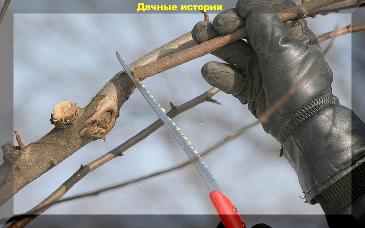 Что такое волчки на плодовых деревьях и что с ними делать фото и как обрезать