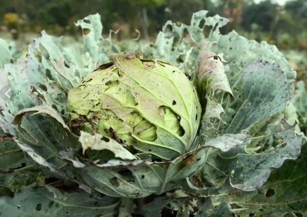 Чем полить капусту без химии и спасти урожай от вредителей: три проверенных средства
