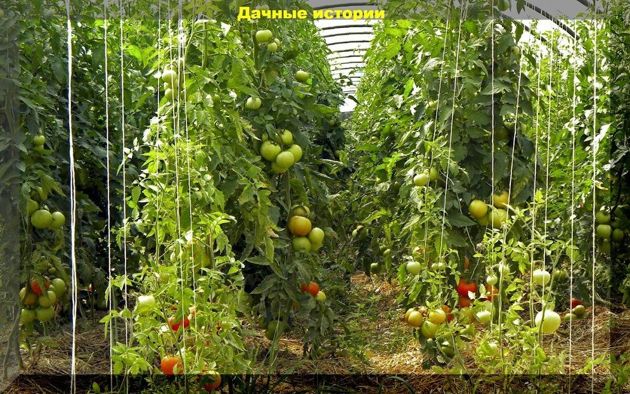 Защита томатов от вершинной гнили и фитофтороза, а так же проверенные способы увеличения урожая