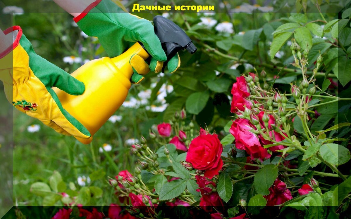 Подкормка роз с весны до осени. Розы в огороде. Опрыскивание цветов. Подкормка роз. Опрыскивание роз весной.