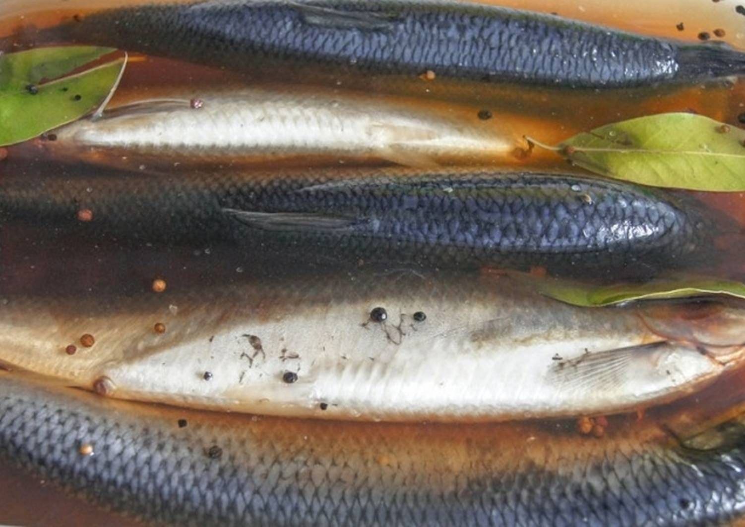 сельдь слабосоленая в рассоле. тузлук для селедки. посол селедки в рассоле. селедка соленая. посол селедки в рассоле.