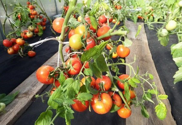 Никогда не вожусь с рассадой помидоров, а сажаю семена сразу в грунт: 10 сортов для выращивания безрассадным способом