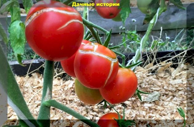 Томаты в августе — важные советы и возможные проблемы: почему помидоры трескаются, поражаются кладоспориозом и вершинной гнилью