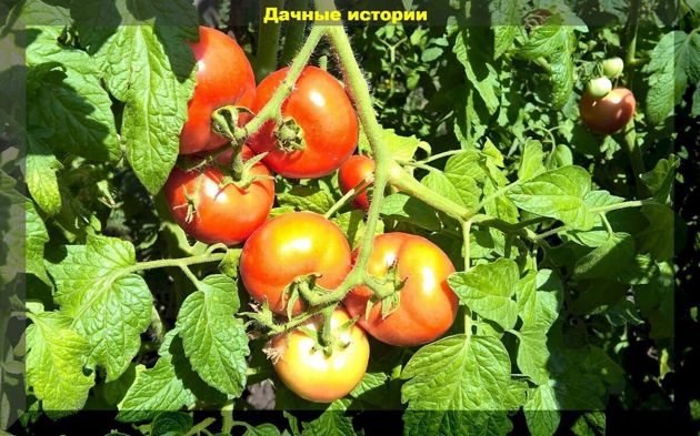 Томаты в августе — важные советы и возможные проблемы: почему помидоры трескаются, поражаются кладоспориозом и вершинной гнилью