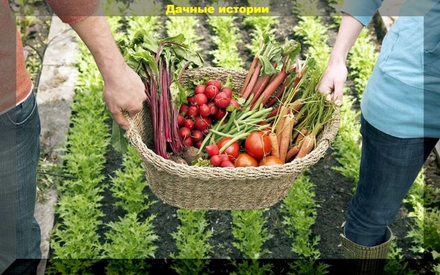 Богатый урожай на удивление соседям: советы, следуя которым вы всегда будете с отличным урожаем