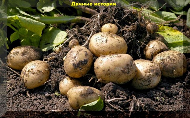Зола и сенная палочка: защищаем картофель от колорадского жука и парши