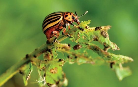 Два надежных, проверенных способа избавиться от колорадского жука, не прибегая к химии