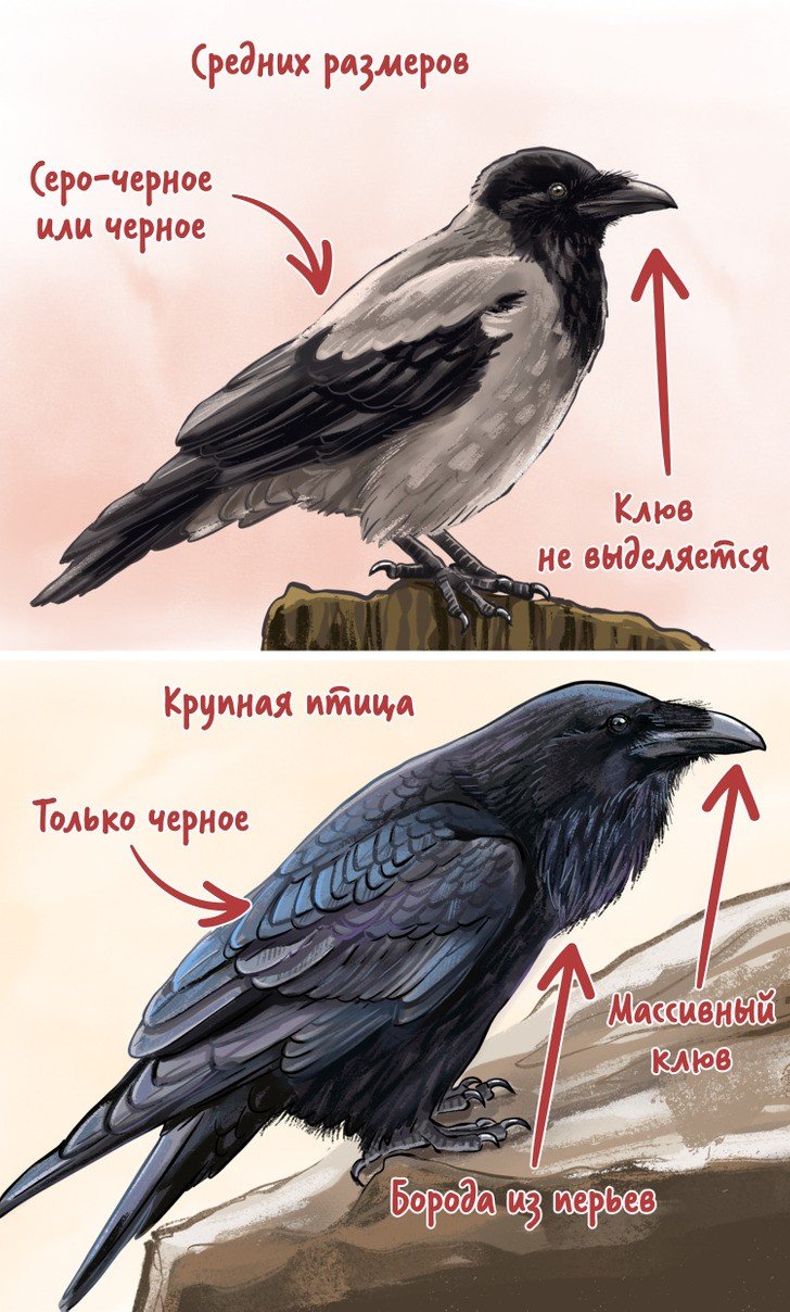 Пол ворона. Отличие ворона от вороны. Как отличить ворону от ворона. Достигать ворона. Отличие ворона от орла.