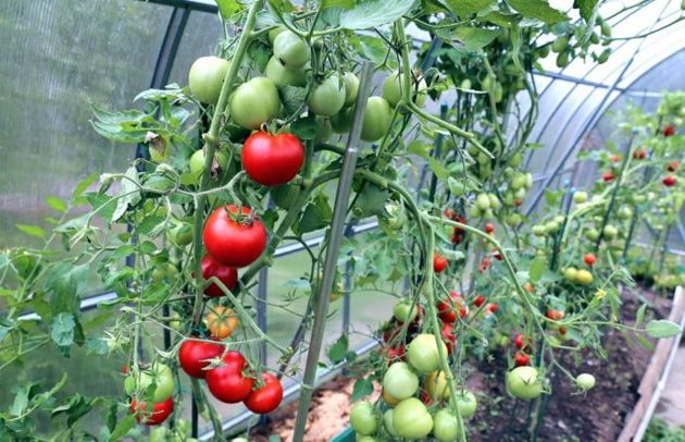 7 причин скручивания листьев томатов и способы решения проблем