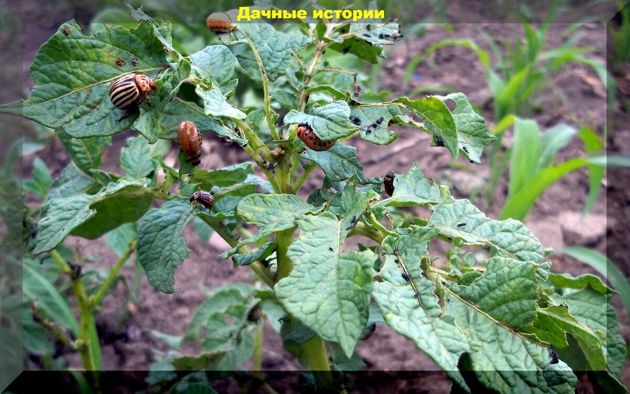 Правильный полив и защита от колорадского жука: главные моменты в уходе за картофелем в первой половине лета