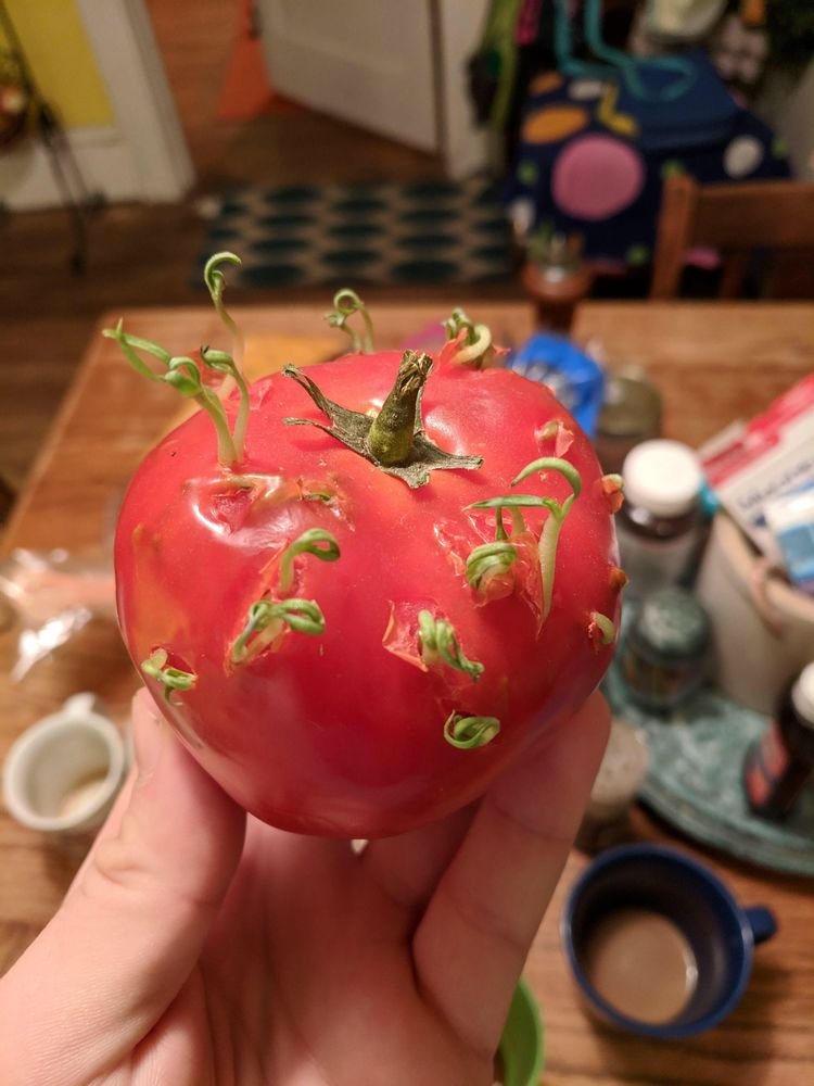 Не проклевываются семена томатов. Проросший помидор. Семена томатов. Помидор внутри. Пророщенные помидоры внутри.