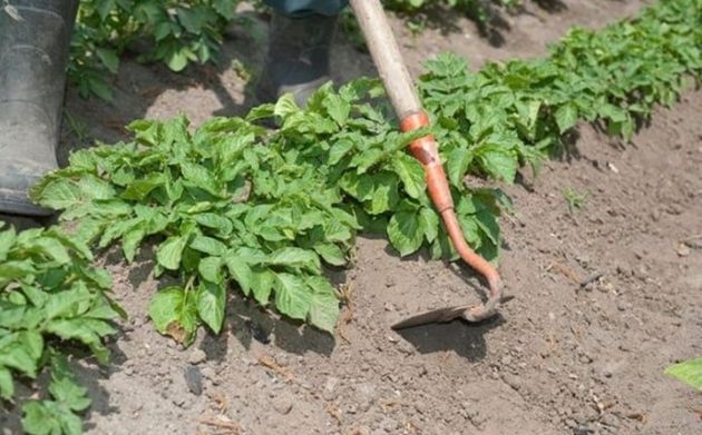 7 популярных ошибок выращивания картофеля, которые могут оставить без урожая