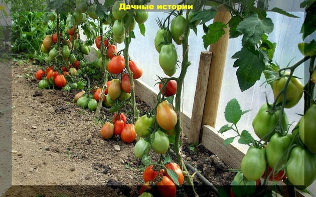 Август: как получить хороший урожай томатов и уберечь их от разных проблем