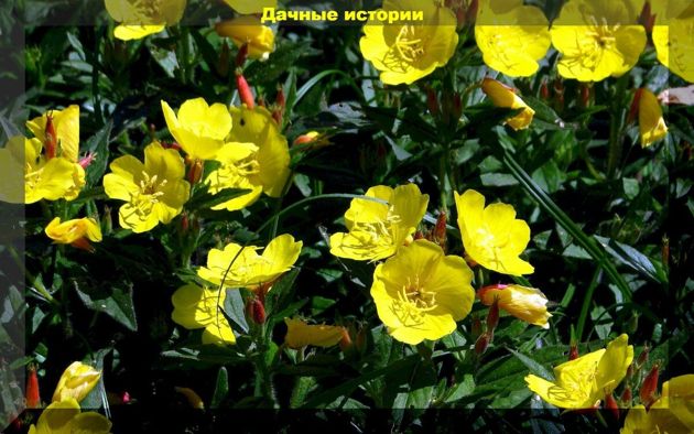 Цветы которые можно посеять в апреле: три десятка цветов сеем рассадой и в открытый грунт