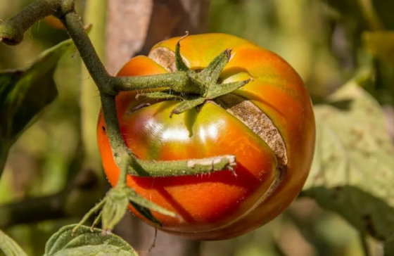 Три банальных причины, почему помидоры трескаются на кустах, и способы их устранить