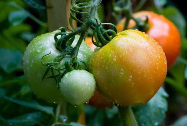 Когда правильно снимать томаты для дозаривания, чтобы они были вкуснее и дольше лежали