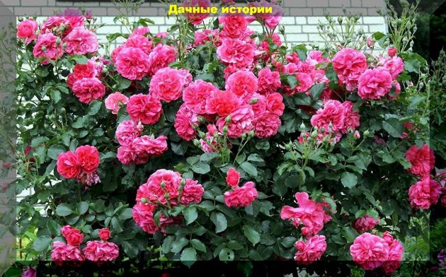 Июль — грамотный уход за розами, как залог пышного и продолжительного цветения в этом и следующим сезоне