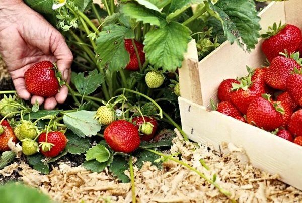 4 банальных ошибки при выращивании клубники, из-за которых огородник лишает себя хорошего урожая крупных ягод