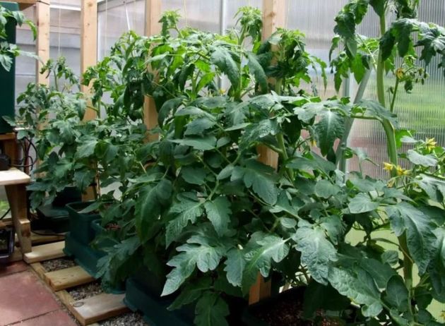 Чем опасно жирование томатов и что срочно нужно сделать огороднику, чтобы не остаться без урожая