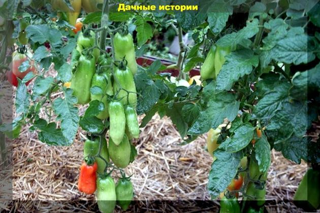 Август: комплексная подкормка томатов в августе для дачников выходного дня