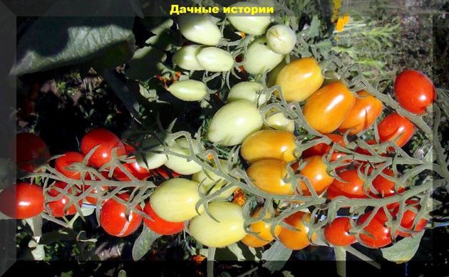 Консервация помидор — только научный подход. Сорта для вяленья и консервации