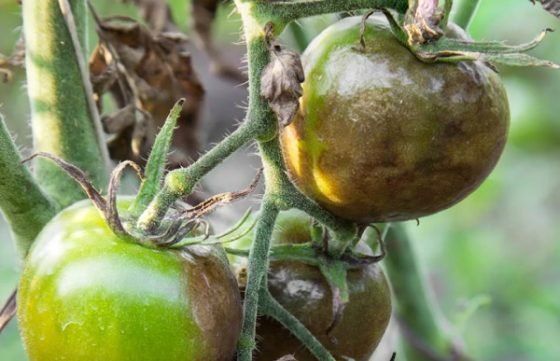 Пять важных мер профилактики фитофторы помидоров и эффективные методы борьбы, если болезнь уже появилась