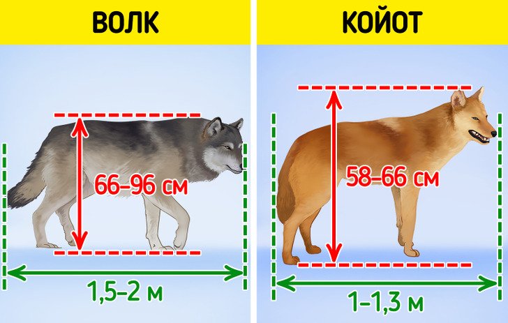 Чем отличается волк от собаки