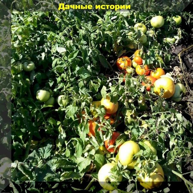 Когда сеять низкорослые томаты: сорта и гибриды которые можно посеять в середине апреля