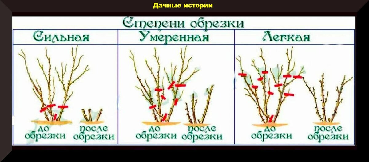 Схема обрезки плетистой розы весной
