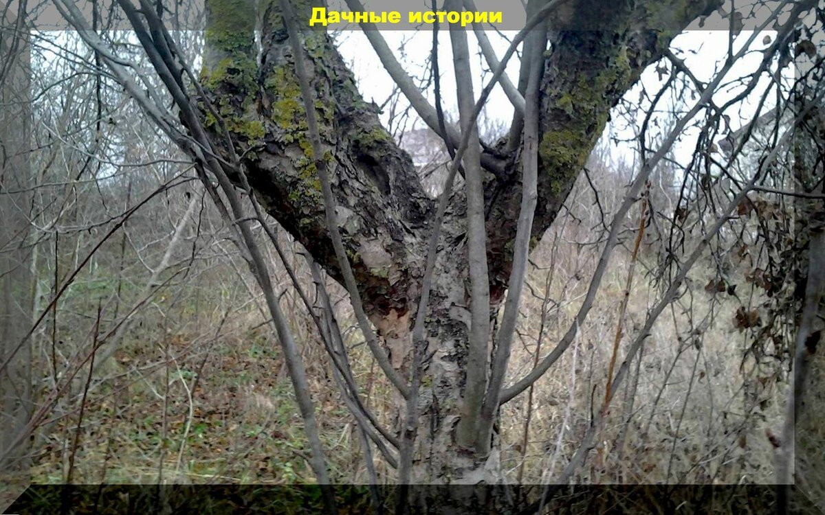 Что такое волчки на плодовых деревьях и что с ними делать фото и как обрезать