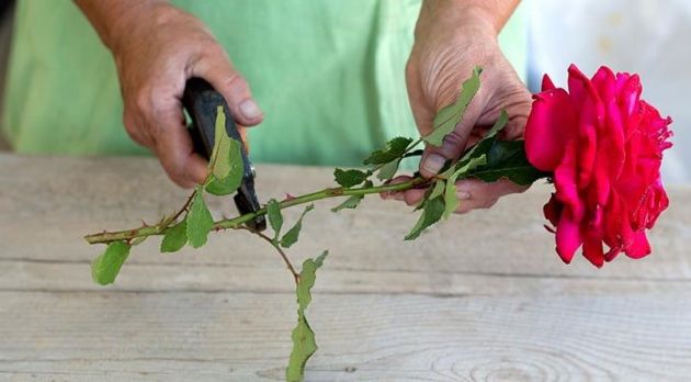 Как вырастить розу из букета? – 4 рабочих способа и рекомендации по черенкованию