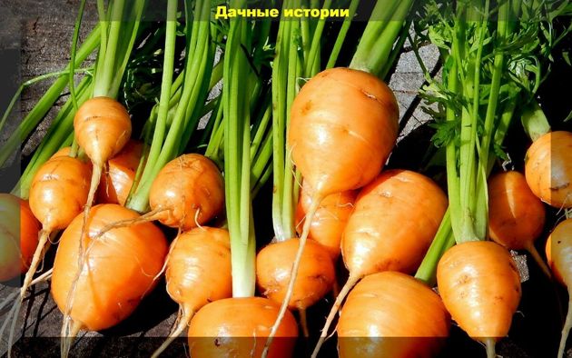 Какие овощные культуры нужно сеять в конце апреля — начале мая: подсказка начинающему дачнику