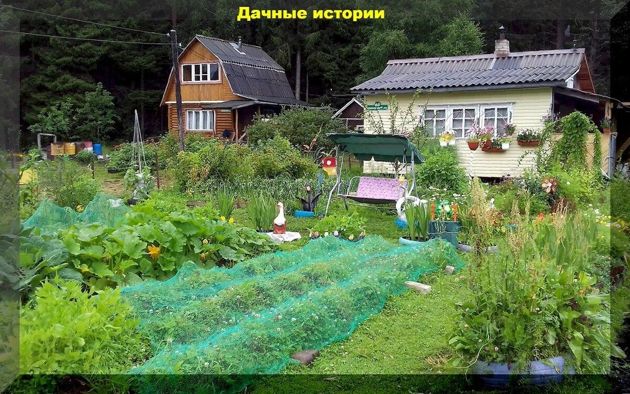 Как черенковать растения, как защитить сад от болезней и вредителей и получить богатый урожай: отвечаем на вопросы начинающих