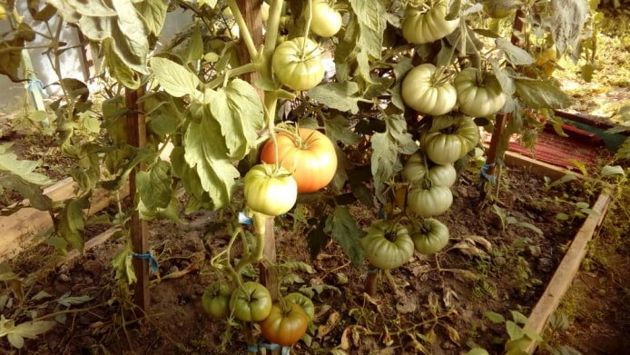 10 самых необычных сортов томатов, которые будут радовать на вкус и цвет