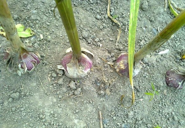 «Секретный прием», который поможет увеличить урожай озимого чеснока вдвое: луковицы вырастут с кулак