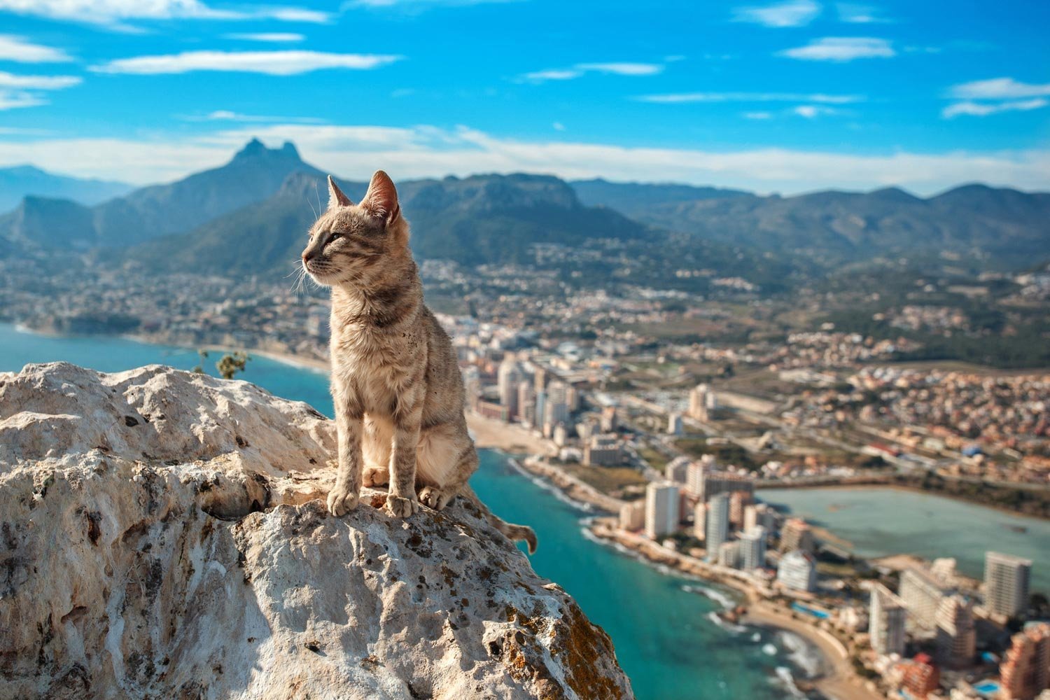 Кошка в горах