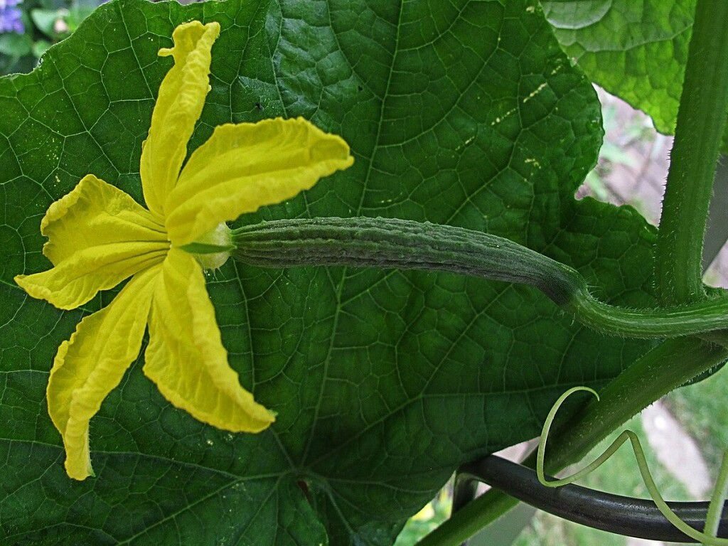 фото с сайта Pixabay