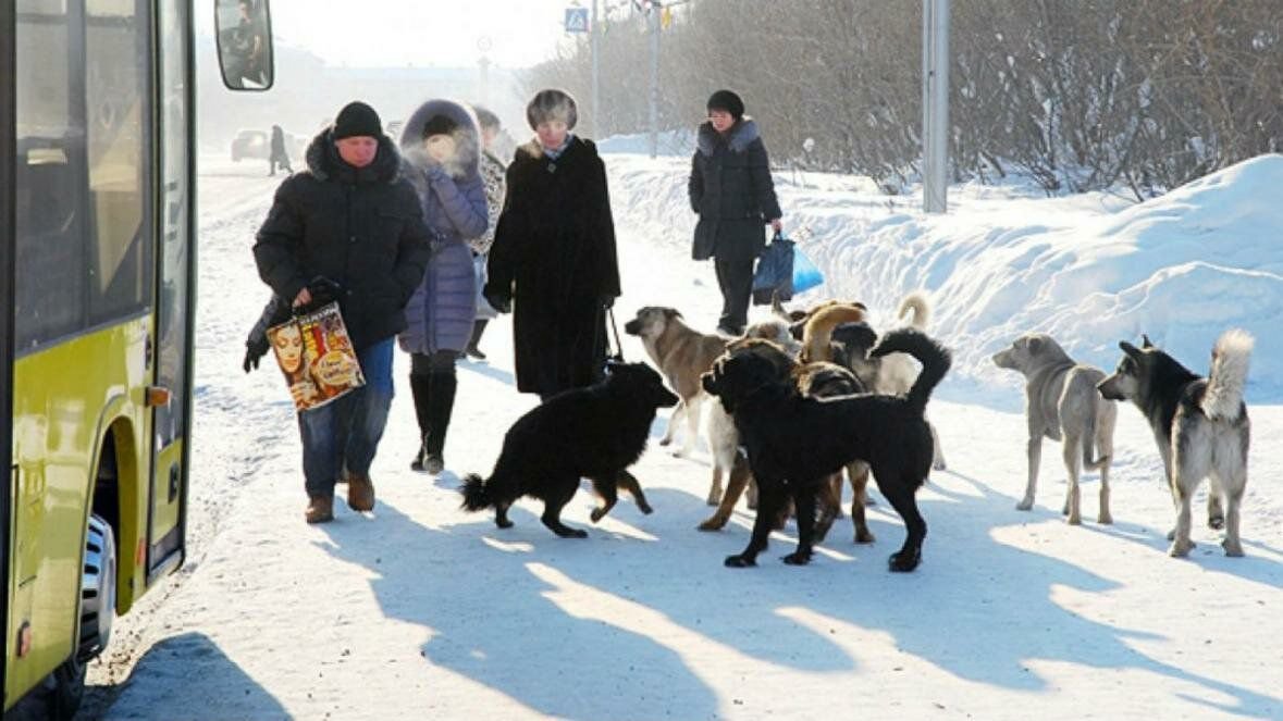 Бродячие собаки нападают на людей фото