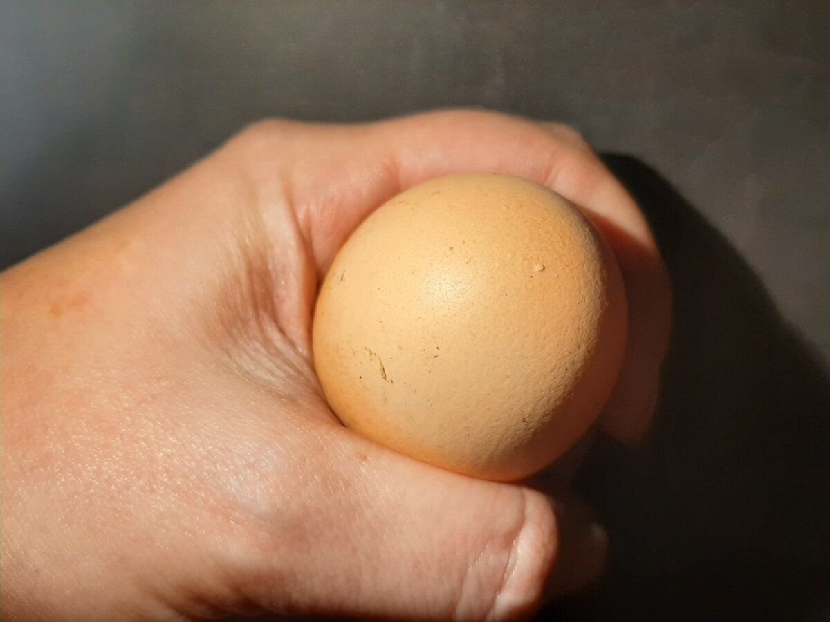 Диаметр куриного яйца с1. Как распознать петушка от курочки в 3 месяца. Как определить в яйце петух или курица. Цесарка овоскопирование. Петушок или курочка в яйце.