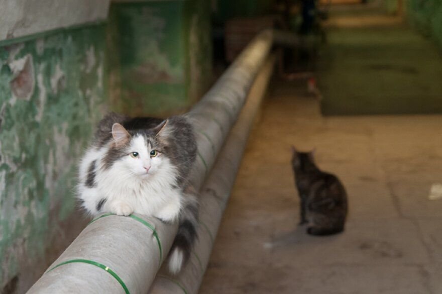 Кошки в подвале дома. Кот в подвале. Подвальные кошки. Котик в подвале. Котята живущие в подвале.