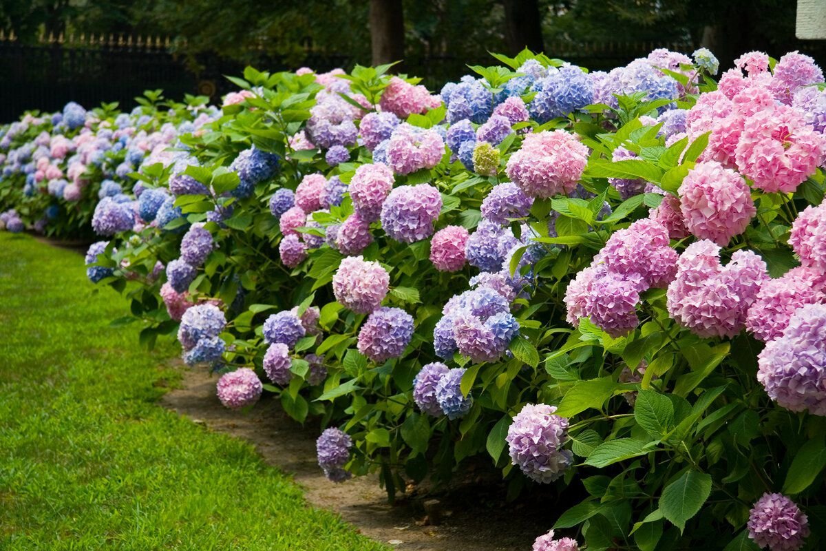 Цветущие кусты многолетники для сада фото и названия